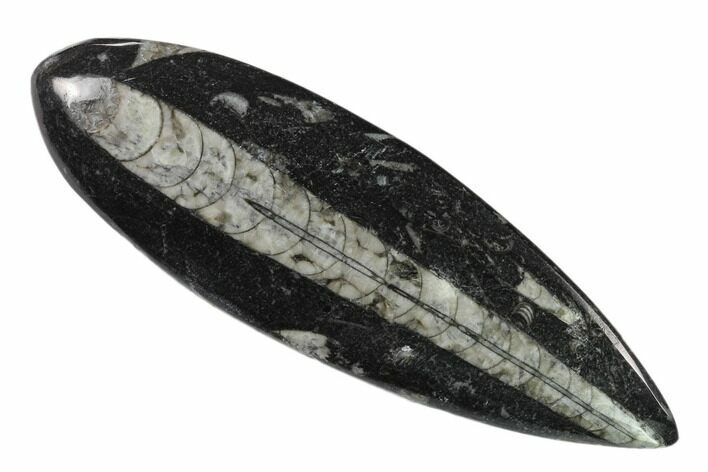 Polished Fossil Orthoceras (Cephalopod) - Morocco #138413